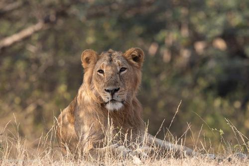 Gir - Last Refuge of the Asiatic Lions